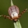 Maladie de Lyme